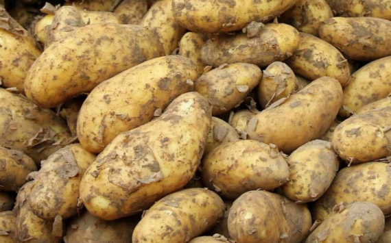 В Приморье урожайность овощей и картофеля увеличилась на 5%