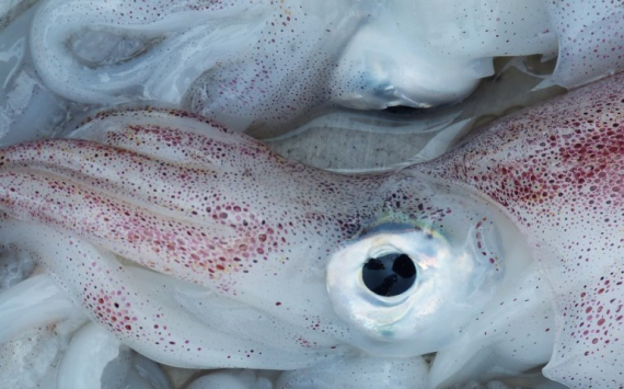 В Приморье объем добычи кальмара достиг почти 11 тыс. тонн