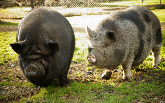 В Приморье наращивают объемы производства свинины