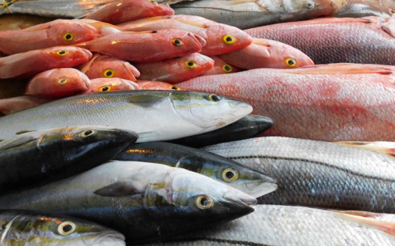 Приморье наладило экспорт рыбы в Южную Корею