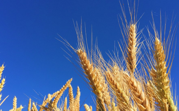 В МИД России назвали условия для возобновления зерновой сделки