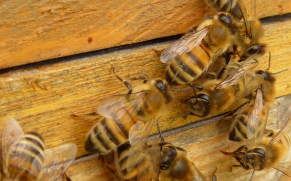 В Приморье займутся разведением промышленных пчел