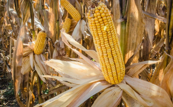 В Приморье за счет сои и кукурузы увеличат посевные площади