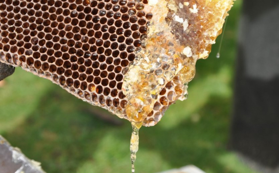 Приморье начнет экспортировать свой мед в страны Азии