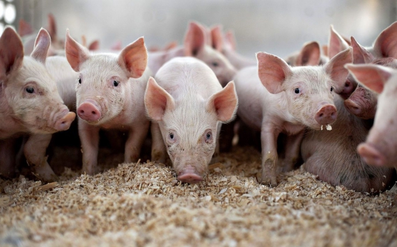 В Приморье производство свинины‍ выросло на 2%