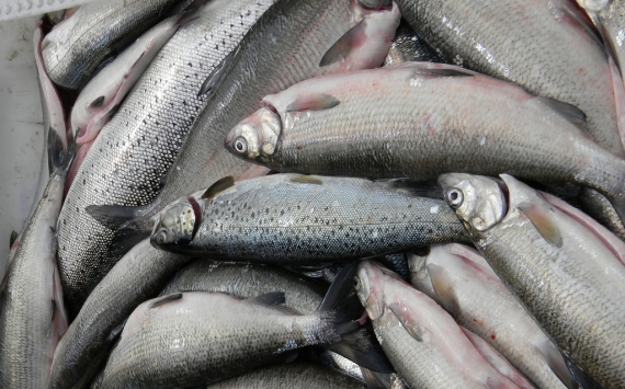 В Приморье установят фиксированные цены на морепродукты