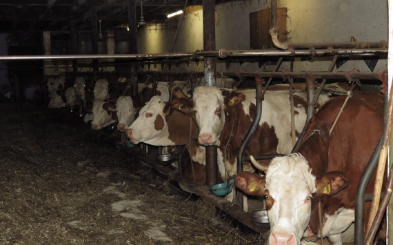 В Приморье на краевые гранты создадут четыре молочные фермы